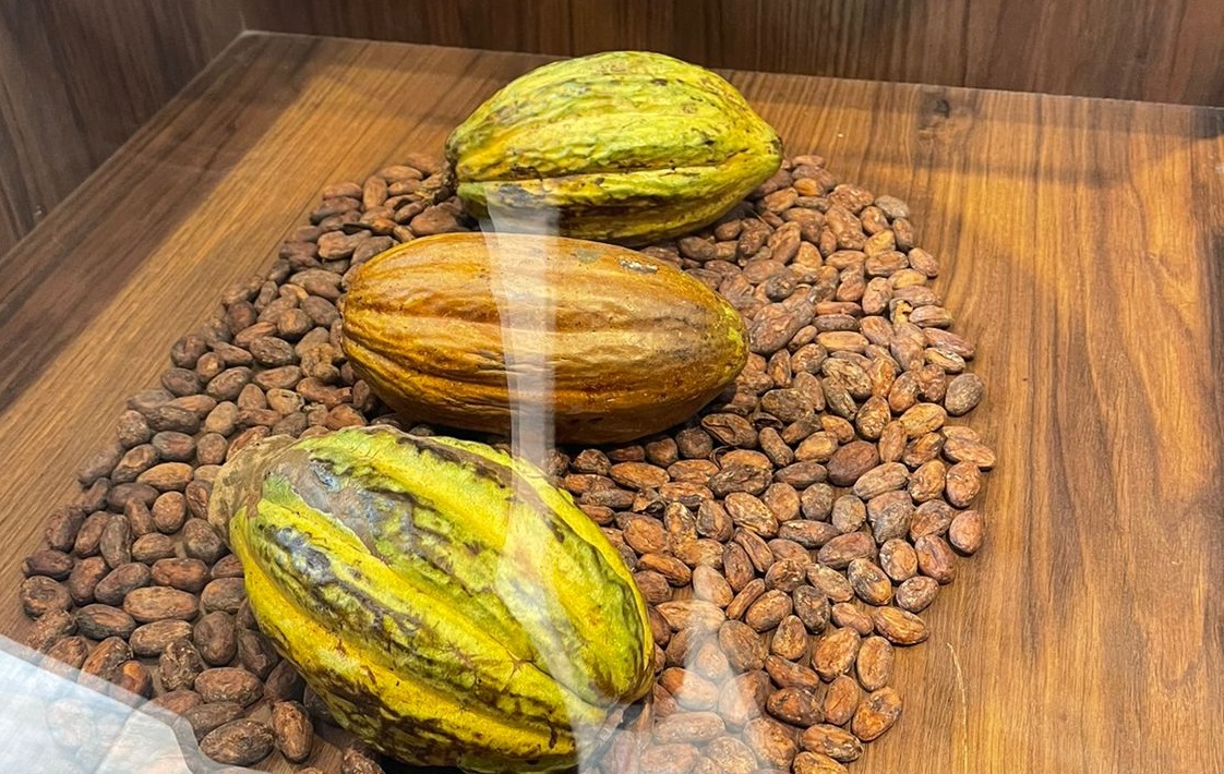 Cacao Blanco, uno de los productos piuranos de gran valor nutritivo
