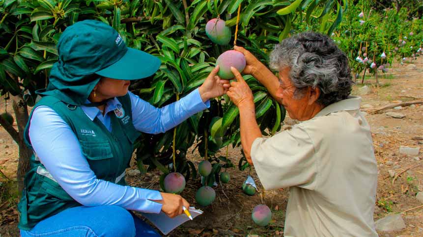 baja produccion de mango 1