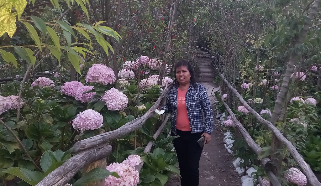 Jardín botánico de las hortencias | Fotografía El Regional de Piura