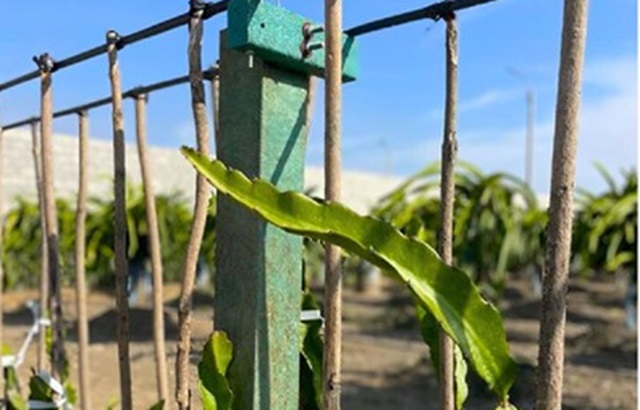 Listones de madera plástica, usados en campos agrícolas
