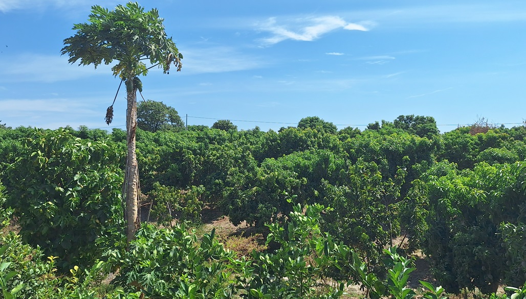 Parcelas Tambogrande1