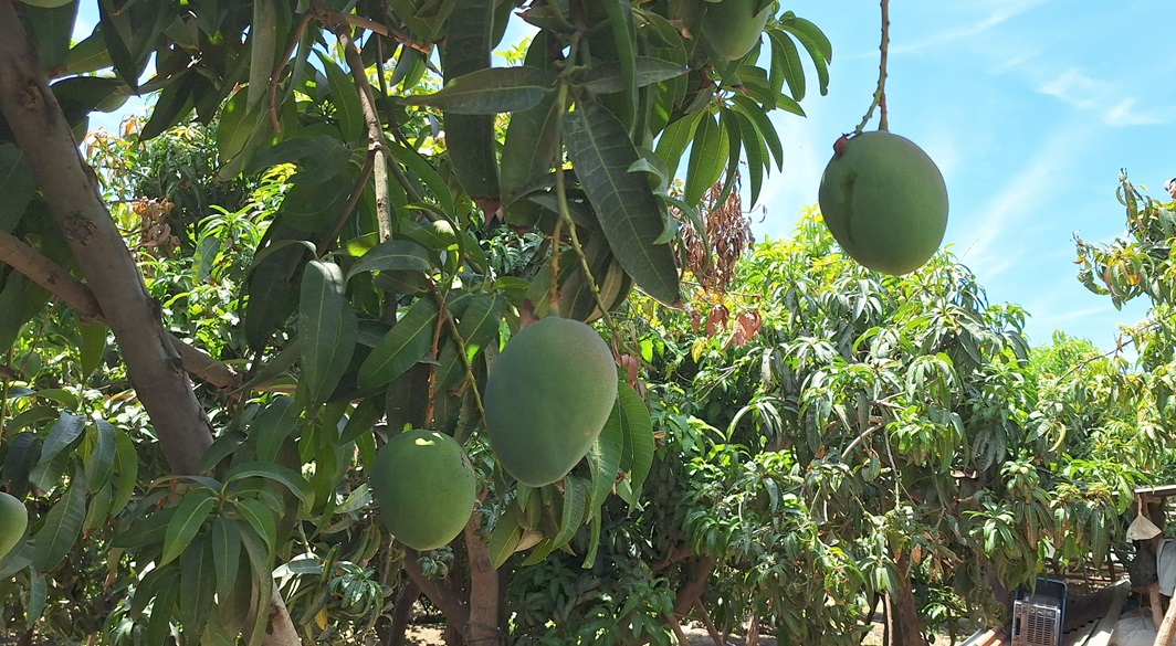 Planta de mango 02