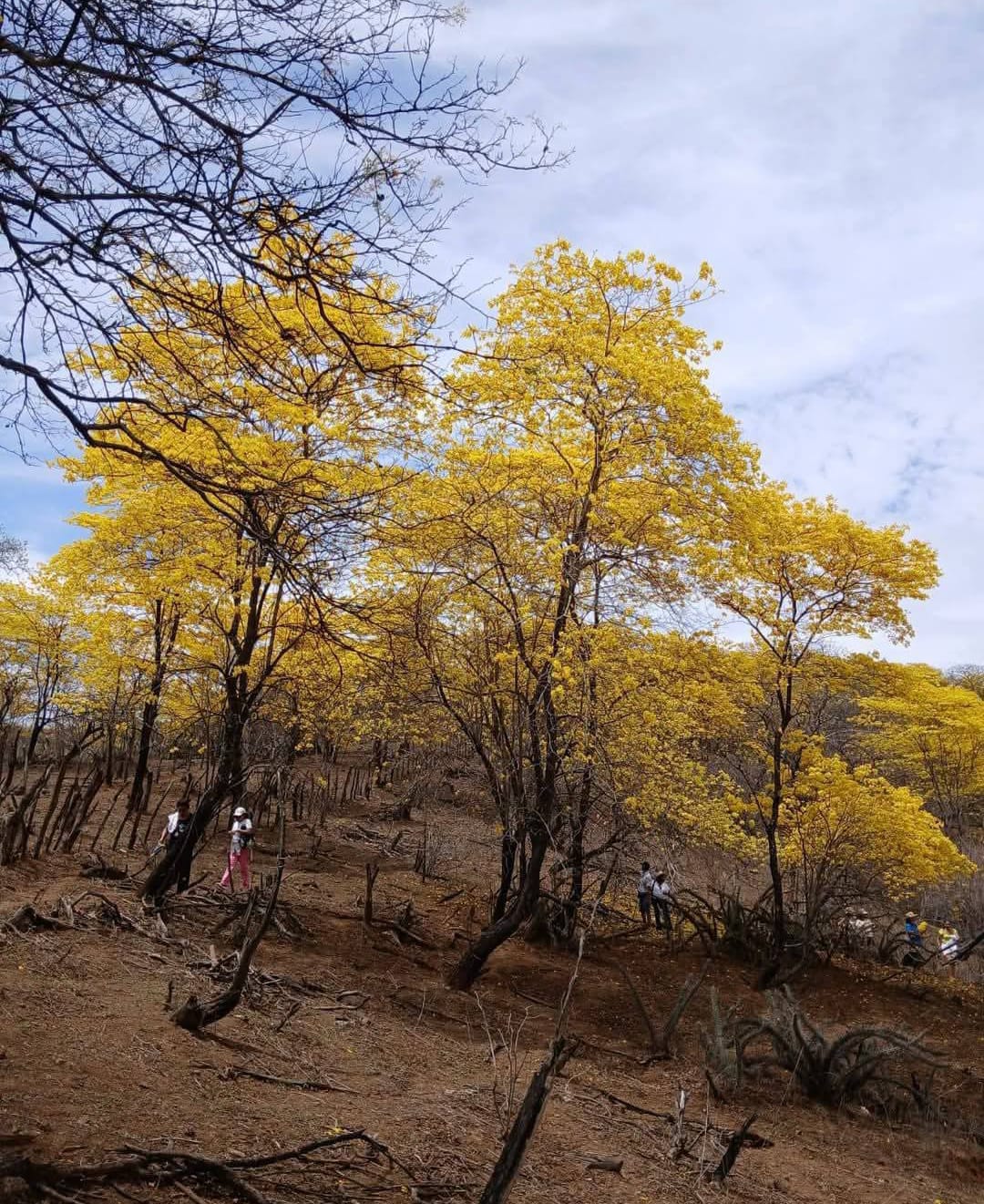 guayacanes Jabonillos 1
