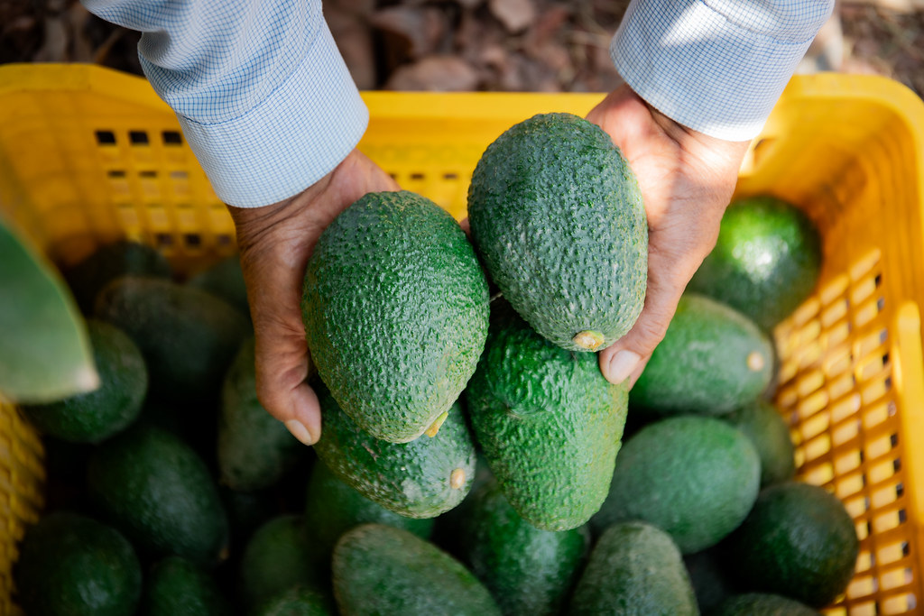 palta