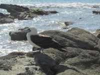 Litoral-Piurano-Cabo-Blanco