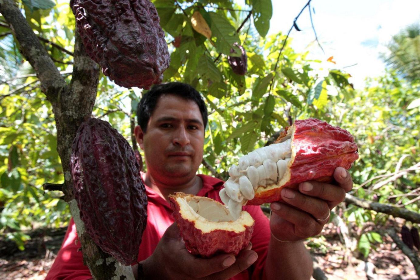 Peruanos celebraron el 1 de octubre Día Nacional del Cacao y Chocolate